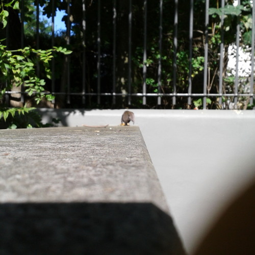 nofi bird [disquiet0066-nonofi]