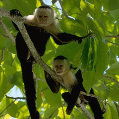 DVAnt & Dr RemiX - EXTRA FORRESTRIAL DUB