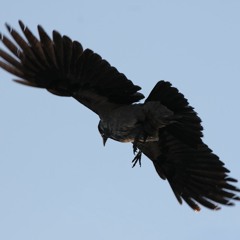 White Raven - Rapsodia Samotnych