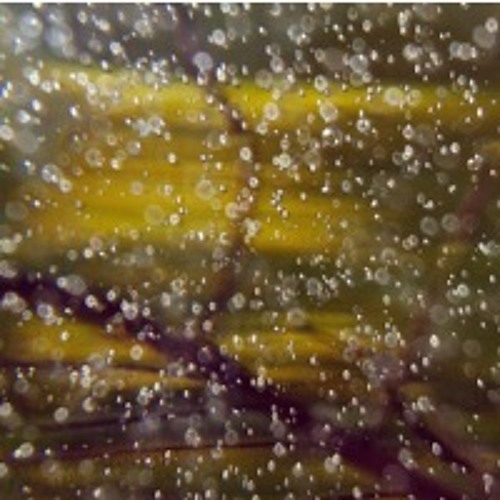 esperanza(short ver.) with paniyolo