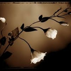 نرم احساس