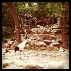 The Opener (A Walk In The Park Edit)