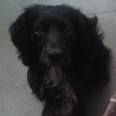 Sounds from Sunday evening