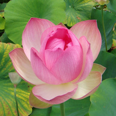 دلوني على الجميلة