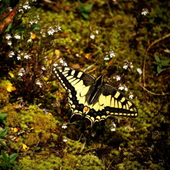 butterfly