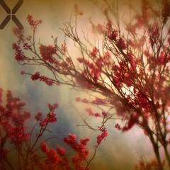 EnDeep - XX