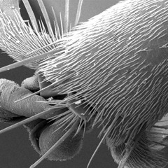 Contre Chant 2 reviewed 2013