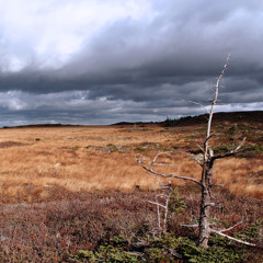 iNjected - Through the Barrens