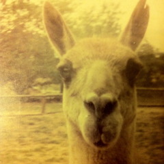 Something's on your mind (Karen Dalton cover)