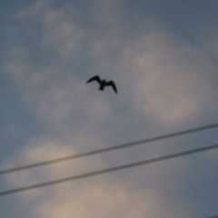 LIVE,SETS,ORIGINAL ARTISTS,COVERS ETC. VOL 3