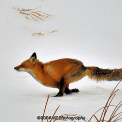 Fox On The Run