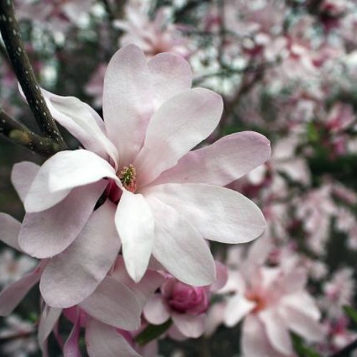 Magnolia