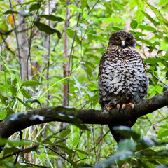 Powerful Owl and Bassian Thrush - Pre-dawn in the Royal National Park, Sydney