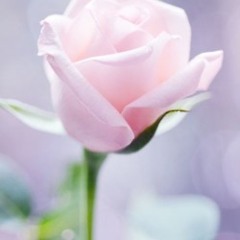 قطر الندى