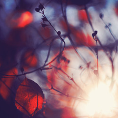 Dream Catcher