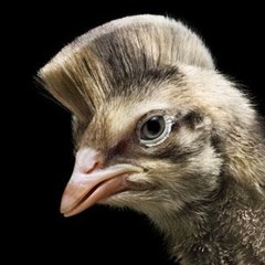 Hanif MauDibawaKemana(armadaCover)