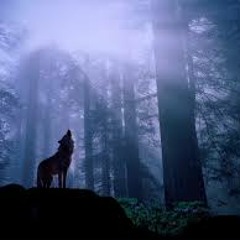 Serigala Malam Cover