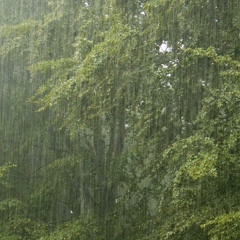 Lluvia en el Bosque - Preludio