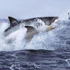 LeLucha - Weißer Hai