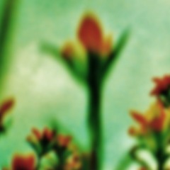 The Frail [revisited]