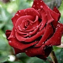 Volver a AMAR . C. CASTRO