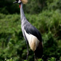 SORRY by KingSaha ft Lexus Lexus