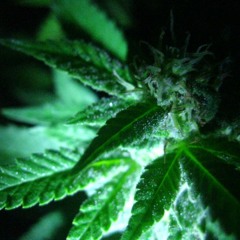 We love just the ganjaDUB