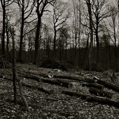 Rêverie dans la forêt