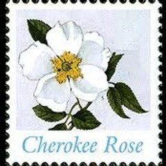 NoToMash - Cherokee Rose (Original mix) / Snippet UNRELEASED