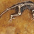 Artwork for Fossils & Skeletons (Rough Demo)