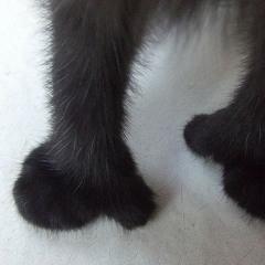 burnt socks