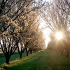 Spring Melodies / April