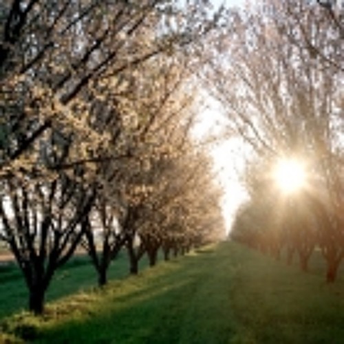 Spring Melodies / April