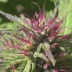 ZAPADA 2 ( COMBATIR LA REPRESION )