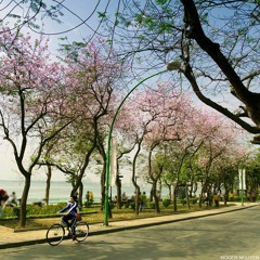 To Minh Duc - Canh Buom Phieu Du