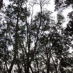 Kandisa - Indian ocean Cover