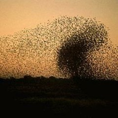 Swarm