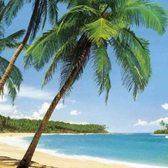 Tropical  Island