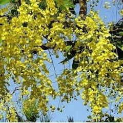 ဟိုးးးး အ ရ င္ က သ ၾကၤ န္ ရ က္ …………