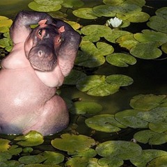 The Hippo Song [Noodles on my Back]