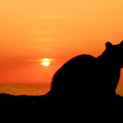 Poem of fluffy fauna (Original mix)