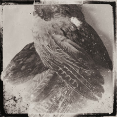 GLISSANDO - Still II