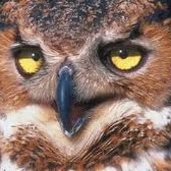 Robert Jensen - dronken uil langs de kant van de weg