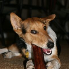 Squeaky Toy Blues (take 1)