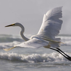 Sounds from Ardea Alba - gregorycain.net