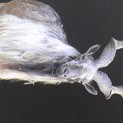 Markhor