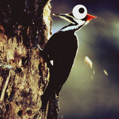 The Subtle Progression of a Bobbing Head