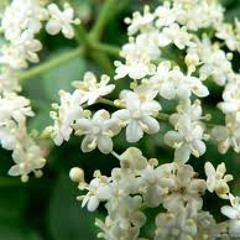 茉莉花 (Jasmine Flower)