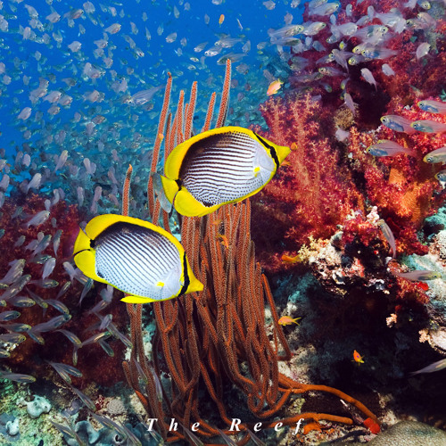 The Reef ['Buy' is a free download!]