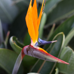 Prosmack & Miccy - Bloom